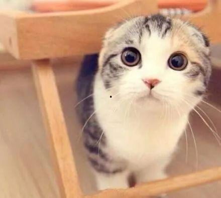 吃瓜娱乐君折耳猫,吃瓜娱乐君带你揭秘网红宠物的魅力与争议  第1张